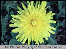 Dandelion pic